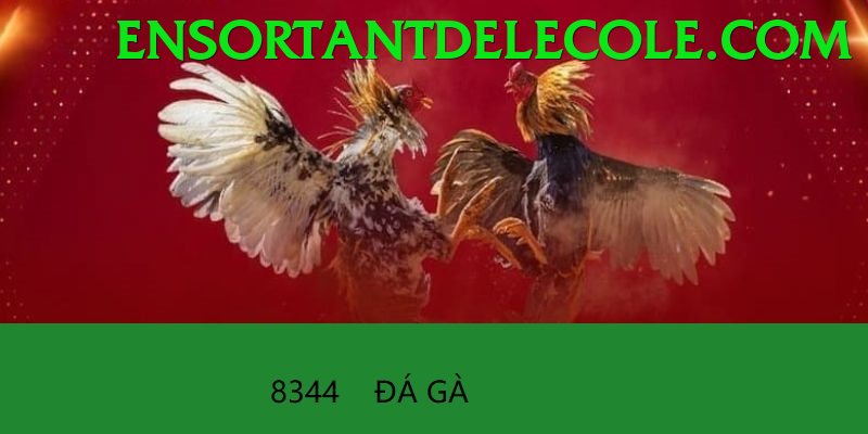 Đá Gà Trực Tiếp - Trải nghiệm tuyệt vời