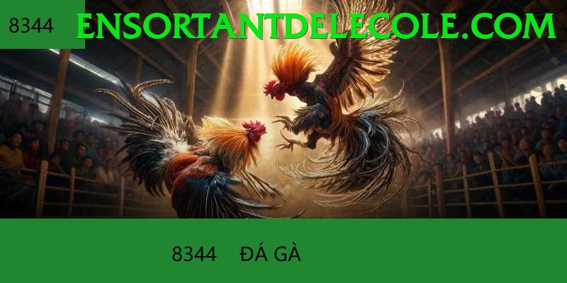 Đá Gà Trực Tiếp - Ưu đãi đặc biệt